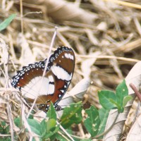 Hypolimnas misippus Linnaeus, 1758